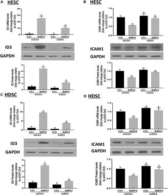 ID3 mediates BMP2-induced downregulation of ICAM1 expression in human endometiral stromal cells and decidual cells